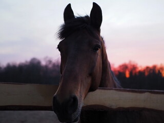 Rural landscape and animals. Close-up portrait of a dark-colored horse against the backdrop of a beautiful sunset. Leningrad region, Russia.