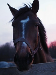 Obraz premium Rural landscape and animals. Close-up portrait of a dark-colored horse against the backdrop of a beautiful sunset. Leningrad region, Russia.