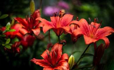 Fototapeta premium red lily 