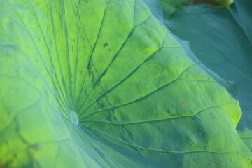 green leaf texture