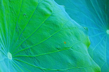 leaf texture