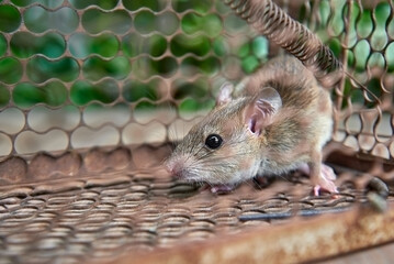 The trapped rat, feeling worried and despondent in a mousetrap cage.