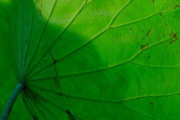 Obraz premium green leaf texture