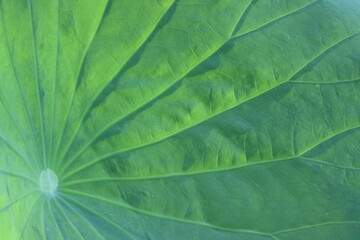 green leaf texture