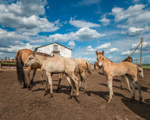 Horses stand in the farm yard on a sunny day.