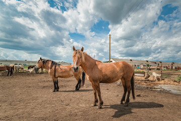 Horses stand in the farm yard on a sunny day.