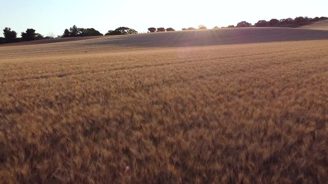 Flying close to the ground over golden fields of wheat before ascending over a hill