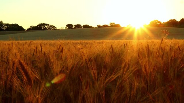 The setting sun rays touch the field of wheat bringing out the golden glow  