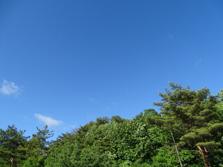 Obraz premium 初夏の森