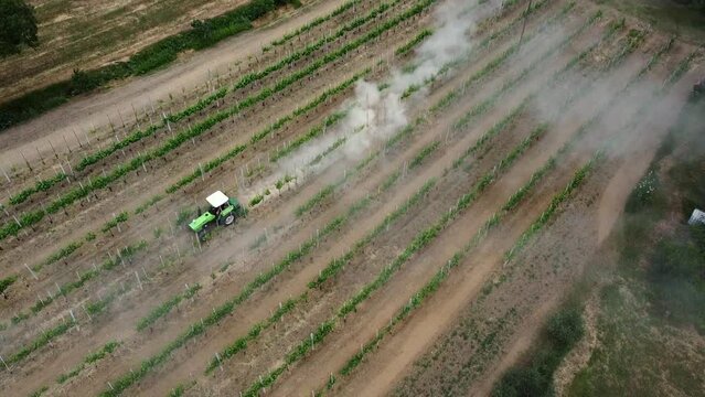 The tractor causes a dust cloud as it ploughs through the dry soil between the rows of vines 