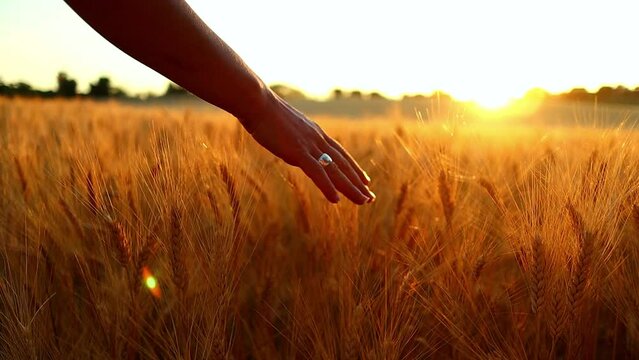 A man brushes the leaves of a wheat crop with his hand as sun sets on the field