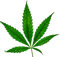 Single marijuana plant on white background