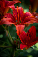 red lily 