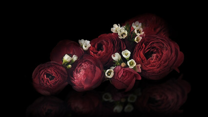 Red Ranunculus Flowers on Black Background