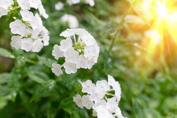 Garden phlox (Phlox paniculata), bright summer flowers. Blooming branches of phlox in the garden on...