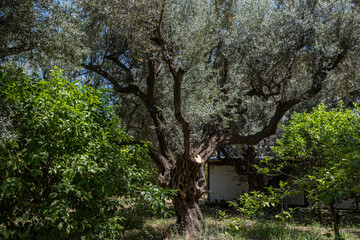 Giant olive trees as seen in  Diakofto, a small coastal town by the Korinthian Gulf in Achaea region, West Greece, Peloponnes peninsula, Greece. 