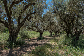 Fototapeta na wymiar Giant olive trees as seen in Diakofto, a small coastal town by the Korinthian Gulf in Achaea region, West Greece, Peloponnes peninsula, Greece. 
