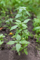 Basil green plants with flowers growing	