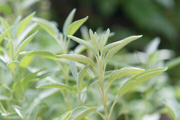 Sage officinalis (Salvia officinalis) - stages of growth	