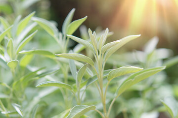 Sage officinalis (Salvia officinalis) - stages of growth	