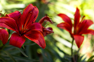 red lily in the garden