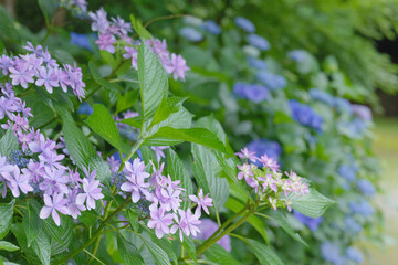 雨の森で咲く紫陽花の花　6月