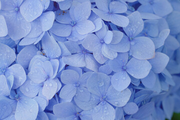 紫陽花の花のクローズアップ　6月