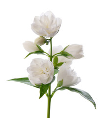 Jasmine flower, isolated on white background. Branch of white terry jasmine flowers.