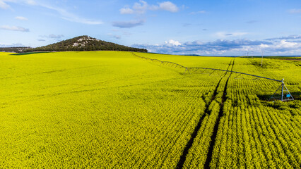 Campos de COLZA Y CEREAL