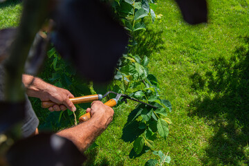 Work in the garden. The man cuts branches and bushes with a pruner. Concept of caring for the garden.