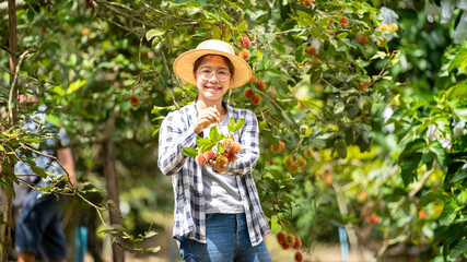 Naklejka premium Harvest Rambutan by Smart woman Farmer in Rambutan fruit organic farm, working in plant farm concept, Harvest the Red Rambutan fresh fruits by woman farmer