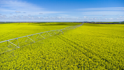 Campos de COLZA Y CEREAL