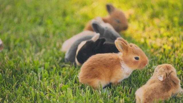 small rabbits walk on a green lawn, close-up