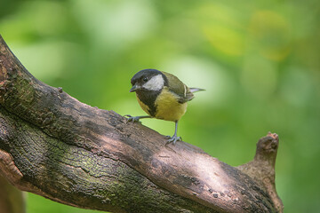 Great tit