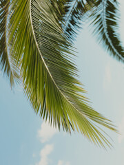 Leaves of palm tree on blue sky, summertime travel background. Tropical nature banner. Template for business, covers, cosmetics packaging, interior decoration, phone case.
