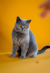 Britische kurzhaar Katze