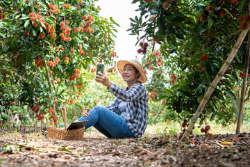 Asia Woman farmer Rambutan fruit Farmer Checking Quality of product Rambutan using tablet or smart phone, female farmer holding rambutan from organic farming Green garden, quality fresh fruits organic