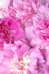 Background of delicate pale pink peony flowers close-up.