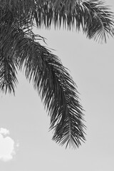Palm tree in black and white 