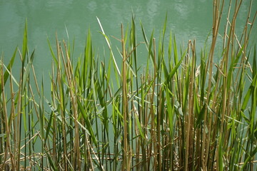Green phragmites grass at the shore of Stichkanal Hildesheim (side channel of Mittelland Canal), sunny spring day (horizontal), Hildesheim, Lower Saxony, Germany - obrazy, fototapety, plakaty