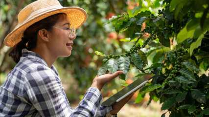 Woman farmer check arabica coffee  beans with tablet farmer berries with agriculturist hands Robusta arabica coffee berries with  Gia Lai, Vietnam