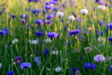 beautiful rye flower in the middle of summer in a field at sunset