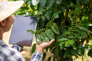 Woman farmer check arabica coffee  beans with tablet farmer berries with agriculturist hands...