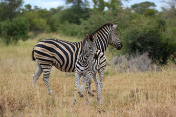 Fototapeta na wymiar Plains Zebra and foal in the Kruger National Park, South Africa
