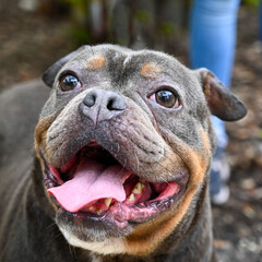 portrait of a dog, mixed breed, rescue