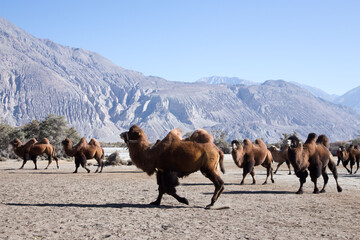 Camels in the mountains