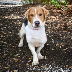 Mixed breed dog