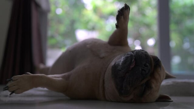 Dog Lying On Back At Tile Floor At Home.