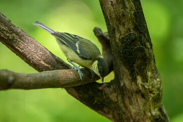 Great Tit
