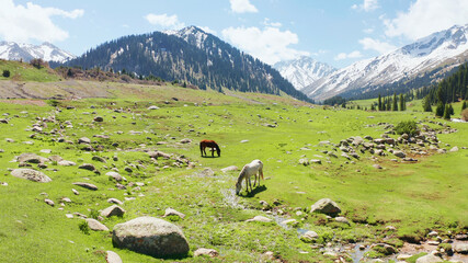 Horses graze in the mountains, the slopes of the Tien Shan mountains, Suusamyr, Kyrgyzstan